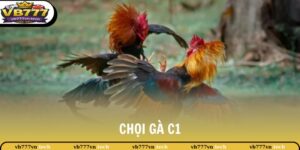 Chọi Gà C1 - Giải Đấu Lớn Hàng Đầu Khu Vực Châu Á Hiện Nay 2 choi ga c1