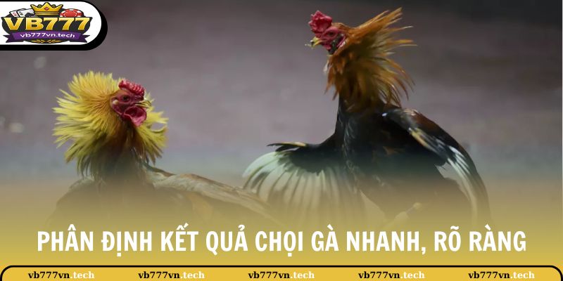 Chọi Gà C1 - Giải Đấu Lớn Hàng Đầu Khu Vực Châu Á Hiện Nay 4 Phân định kết quả chọi gà nhanh, rõ ràng