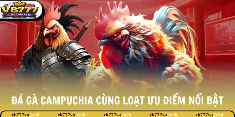 Đá Gà Campuchia - Săn Thưởng Hậu Hĩnh Sau Chiến Thắng 2 Đá gà Campuchia cùng loạt ưu điểm nổi bật
