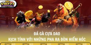 Đá Gà Cựa Dao - Kịch Tính Với Những Pha Ra Đòn Hiểm Hóc 8 da ga cua dao thumb