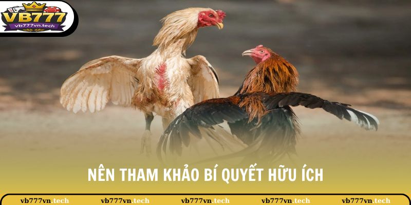 Đá Gà VB777 3 Nên tham khảo bí quyết hữu ích