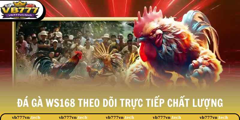 Đá Gà WS168 - Sảnh Đá Gà Trực Tiếp Full HD 4K Sắc Nét 2 Đá gà WS168 theo dõi trực tiếp trận đấu chất lượng