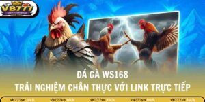 Đá Gà WS168 - Sảnh Đá Gà Trực Tiếp Full HD 4K Sắc Nét 9 da ga ws168 thumb