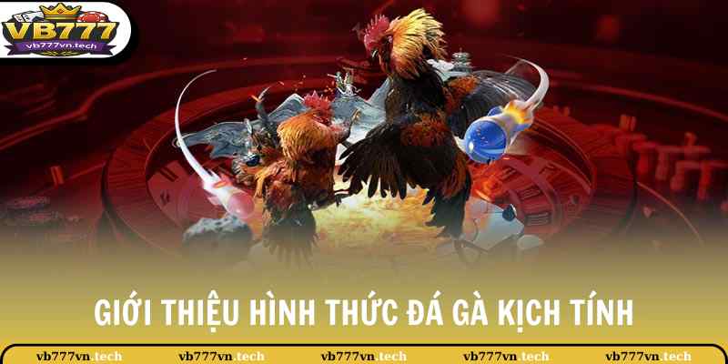 Đá Gà Cựa Dao - Kịch Tính Với Những Pha Ra Đòn Hiểm Hóc 2 Giới thiệu hình thức đá gà kịch tính